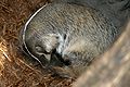 American badger at Omaha's Henry Doorly Zoo