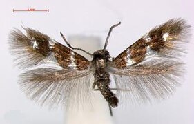 February 1: the moth Antispila voraginella