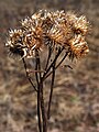 Шанжавкоцтонь кирмалав (Arctium tomentosum)