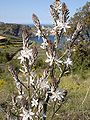 Détail des inflorescences