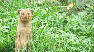 <span class="mw-page-title-main">Small Indian mongoose</span> Mongoose species in South Asia