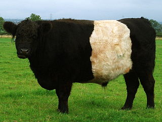 Belted Galloway Breed of cattle