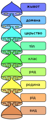 The various levels of the scientific classification system.