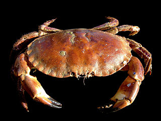 <i>Cancer pagurus</i> Species of crustacean