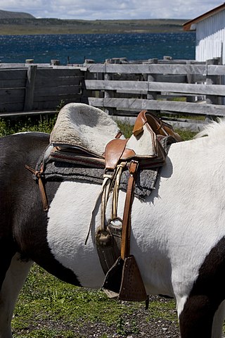 <span class="mw-page-title-main">Girth (tack)</span> Strap used to keep the saddle in place on a horse