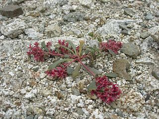 <i>Calyptridium</i> Genus of flowering plants