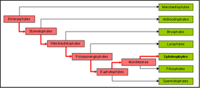 "Représentation graphique de l'arbre phylogénétique"