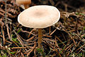 Clitocybe vibecina