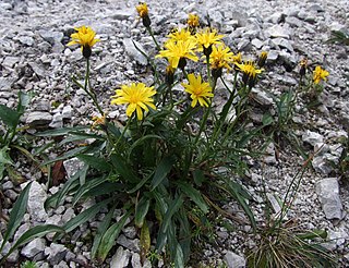 <i>Crepis</i> Genus of flowering plants in the family Asteraceae