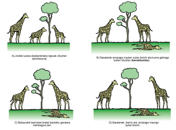 Jirafaren eboluzioa Darwinen arabera.