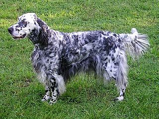 <span class="mw-page-title-main">Setter</span> A type of dog used to help hunt birds