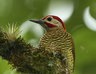 <span class="mw-page-title-main">Golden-olive woodpecker</span> Species of bird