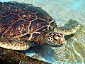 Image 13 Green sea turtle More selected pictures