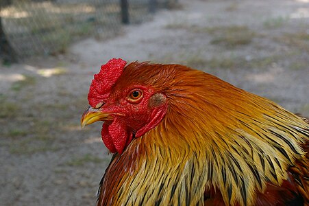 Asian rooster