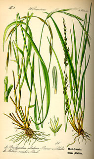 <i>Molinia</i> Genus of grasses