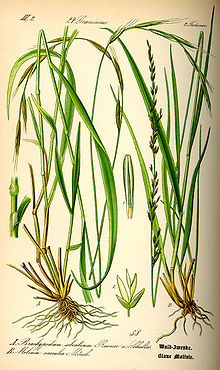 Illustration Molinia caerulea0.jpg