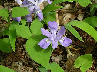 <i>Iris cristata</i> species of plant