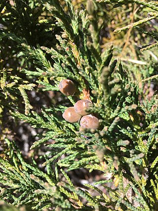 <i>Juniperus indica</i> Species of conifer