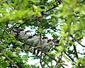 Familia de subespecie A. caudatus rosacaeus de las islas británicas