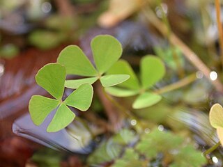 <span class="mw-page-title-main">Raskovnik</span> Magical herb in South Slavic mythology