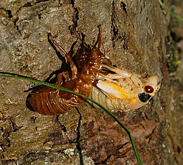 Molting Cicada