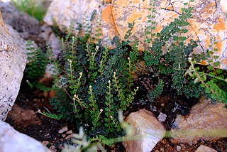 <i>Myriopteris rawsonii</i> Species of fern