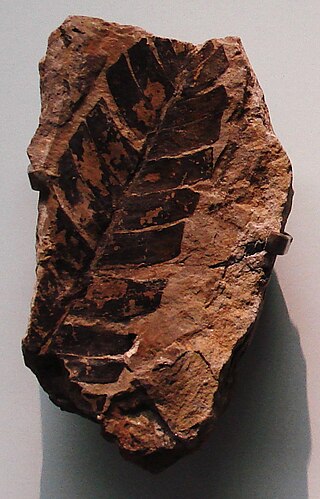 <i>Nilssonia</i> (plant) Fossil plant of gondwana supergroup of India