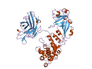 Diphtheria toxin exotoxin