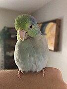 Parrotlet (Fluffy Nuggy) molting at 1 year of age.jpg