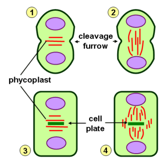 Schematic representation of types of cytokinesis in the green algae: 1) Phycoplast formation with cleavage furrow (e.g. Chlamydomonas); 2) Cleavage furrow and persistent telophase spindle (e.g. Klebsormidium); 3) Phycoplast and cell plate formation (e.g. Fritschiella); 4) Persistent telophase spindle/phragmoplast with cell plate formation (e.g. Coleochaete) Phycoplast.png