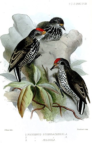 <span class="mw-page-title-main">Ocellated piculet</span> Species of woodpecker