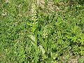 Platanthera hyperborea Iceland