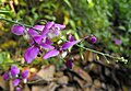 Polygala apopetala