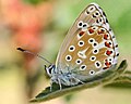 Polyommatus hispana Provençaals bleek blauwtje