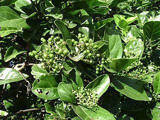 <i>Premna</i> Genus of flowering plants