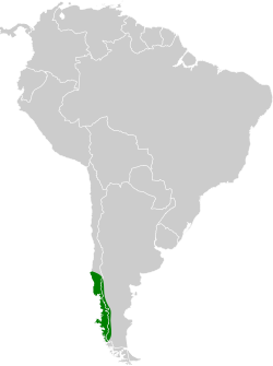 Distribución geográfica del huet-huet gorginegro.