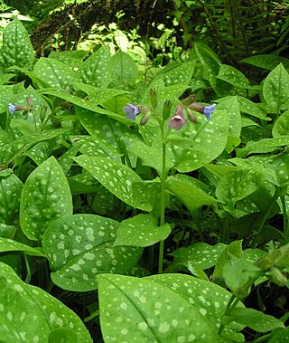 <i>Pulmonaria</i> Genus of flowering plants in the borage family Boraginaceae