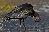 Puna Ibis Peru.jpg