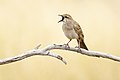 82 Rufous Songlark 5779 uploaded by JJ Harrison, nominated by Iifar,  23,  0,  0