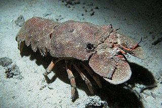 <span class="mw-page-title-main">Slipper lobster</span> Family of crustaceans