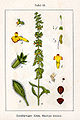 Sideritis montana Sturm23.jpg