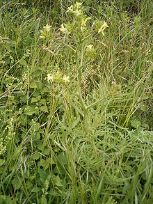 Sisymbrium altissimum plant.jpg