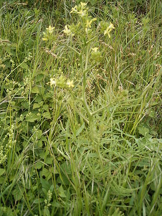 <i>Sisymbrium</i> Genus of flowering plants