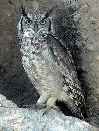 Spotted eagle-owl, common in many habitats Spottedeagleowl.jpg