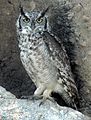 Bubo africanus