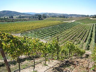 <span class="mw-page-title-main">Sta. Rita Hills AVA</span> Winemaking region in California, United States