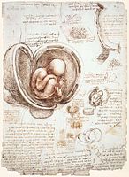 Leonardo da Vinci – Studies of the Fetus in the Womb, 1511