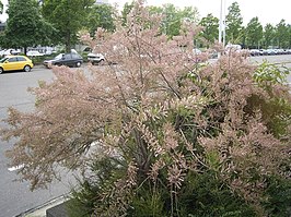 Franse tamarisk