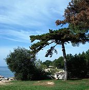 34: Poreč