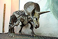 Deutsch: Triceratops-Skelett (Rekonstruktion) English: Triceratops skeleton (reconstruction)